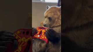 This man’s pet bear can play music 😱