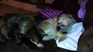 Cat licks dog's butt