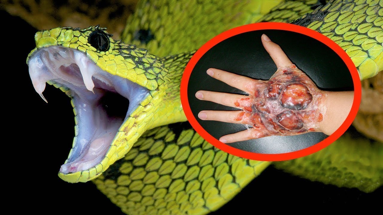 10 COBRAS MAIS VENENOSAS DO MUNDO