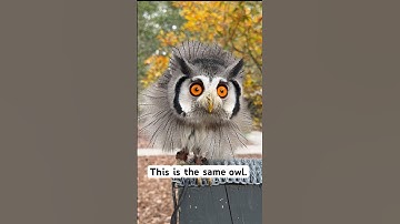 Shapeshifting Owl, Transform from Slim to Puffed, Center for Birds of Prey, Visit Us, Awendaw SC