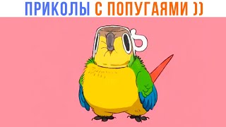 ПРИКОЛЫ С ПОПУГАЯМИ ))) | Мемозг 1405