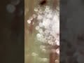 Bed Bug crush :eliminated