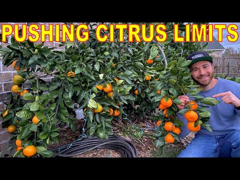 Video: Cold Hardy Hedges: consejos para cultivar un seto en climas de zona 6