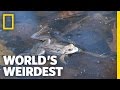 Living Dead Frogs | World's Weirdest