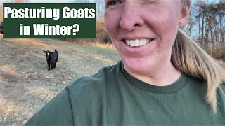 Pastured Nigerian Dwarf Goats In Winter? (Time To PREP) & MOVE Them!