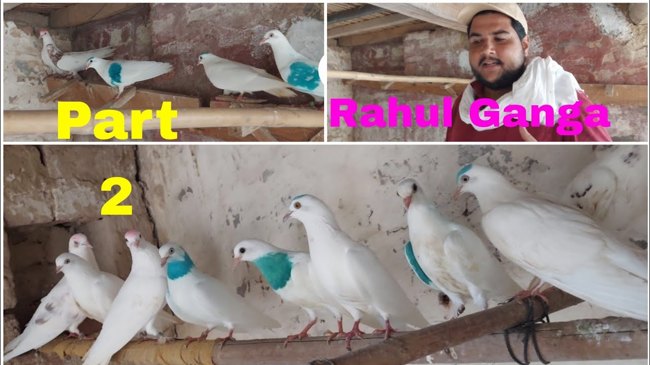 Rahul Ganga de kabooter..prat 2 . ਰਾਹੁਲ ਗੰਗਾ ਦੇ ਕਬੂਤਰ .