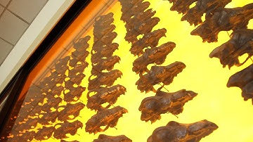 Millions of Fossils Can