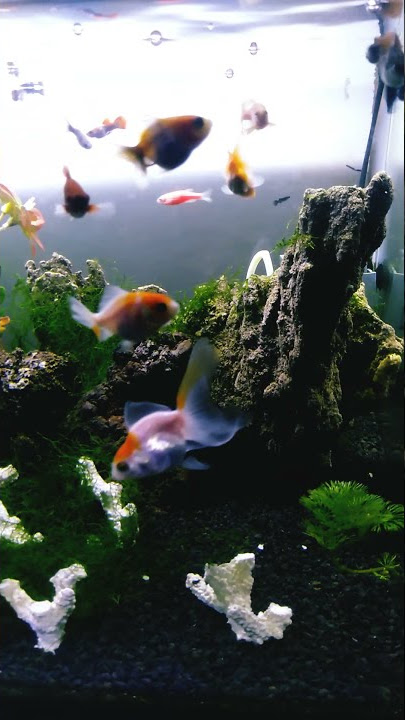 Story WA 30 detik Aquascape