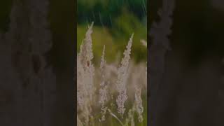 This environment is perfect for you to relax and destress #peacefulmusic