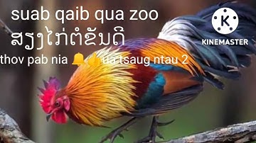 suab qaib qua zoo tshaj lis :23/9/2022