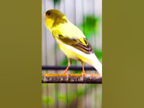 canario #कैनरी #კანარი #کینری #канарея #kanareyka #канарея #kenari # ...