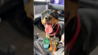 Cute #miniaturepinscher has to laugh #funny #dogshorts #minpin #funnydogsvideos #funnydogs#cutedog