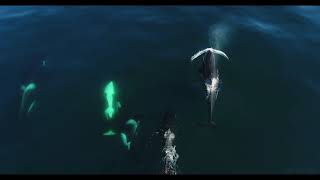 Killer Whales!
