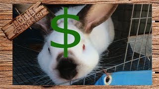 Making a Profit With Meat Rabbits? - The SR Rabbit Update 6-27-17