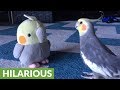 Cockatiel reacts to plush toy version of himself