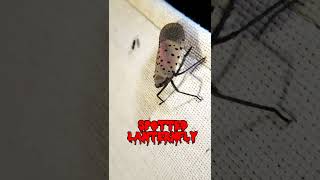 Attracting moths and other insects with light and a sheet