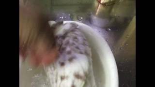 鳩、シンクで水浴び