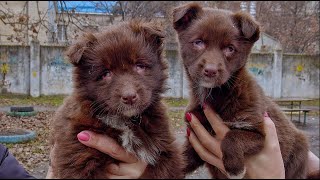 Someone Dumped Two Blind Puppies…