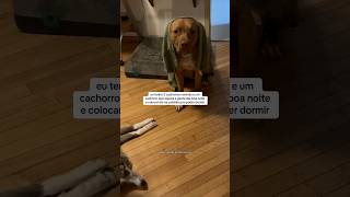 é possível uma vida relativamente normal com 3 cachorros? 😂 #pets #cachorro