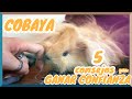 POR FIN UNA COBAYA!! - 5 Trucos para GANARTE su CONFIANZA de tu MASCOTA