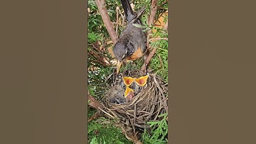 American Robin Nest | Journey from Building Nest to Chirping Nestlings