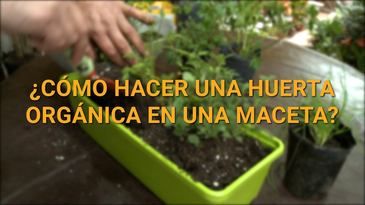 Tutorial Como Crear Tu Propia Huerta Organica En Una Maceta Youtube