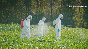 Spirotetramat: Bí quyết phối hợp để diệt côn trùng hiệu quả trên cây trồng!