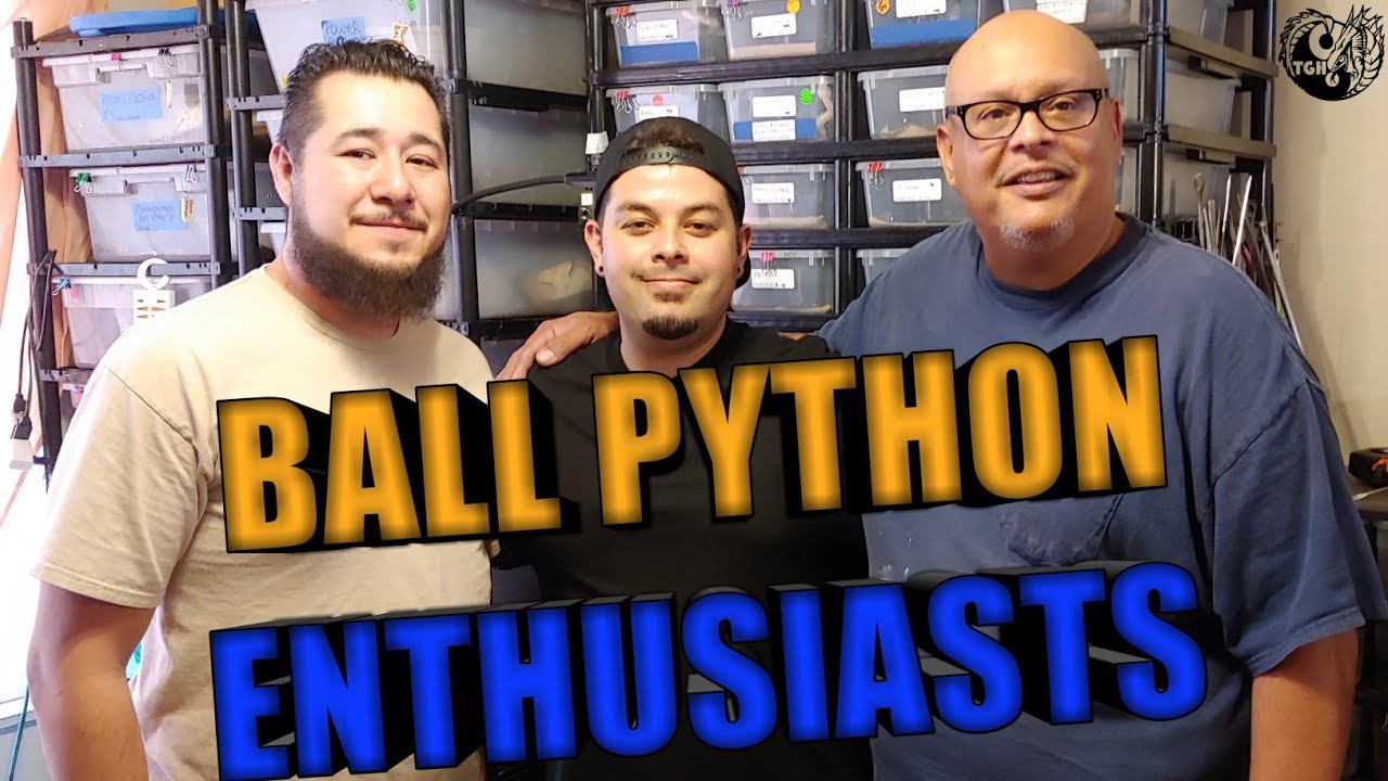 ball python breeders in ohio Ball Python Breeders JRG GDH TGH LOL
