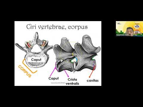 Video: Berapa banyak vertebra yang mengandung foramen transversal?