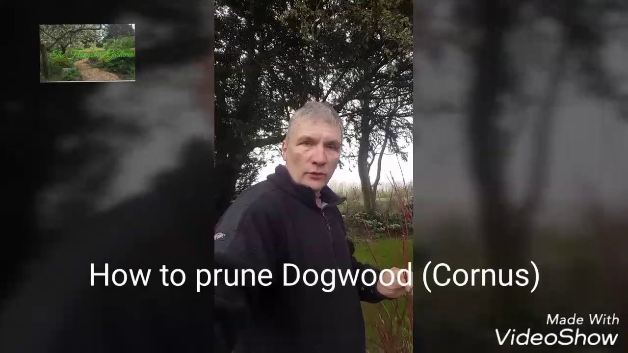 How To Prune Dogwood Cornus You How To Prune Dogwood Cornus