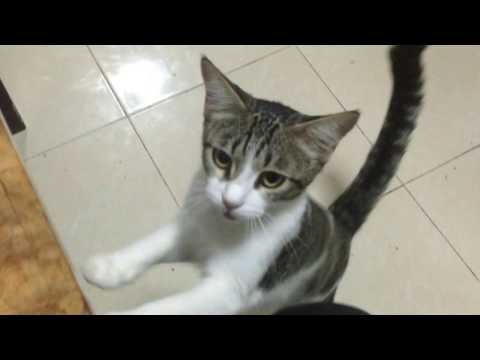 วีดีโอ: แมวพูดได้ 101