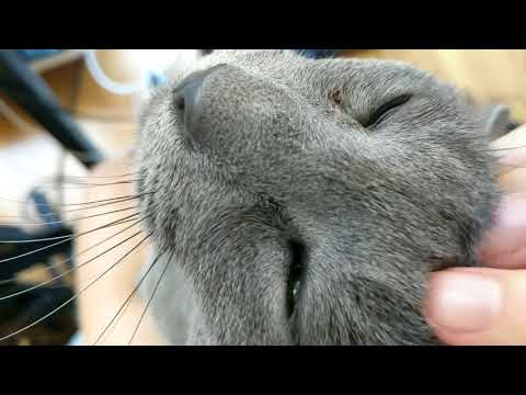 Βίντεο: Ρωσική μπλε γάτα