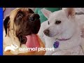 Lagertha & Rue Can Finally Play In The Yard Again! | Animal Cribs