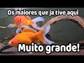 Kinguios gigantes na loja ATOS Aquarismo! Dicas para aquario de kinguio!