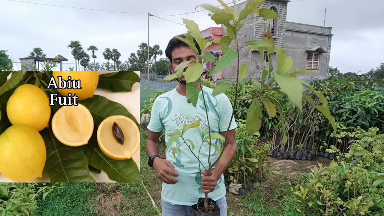 A to Z variety mango plant nursery / Seedless lotkon fruit / all fruit plant nursery / my garden 