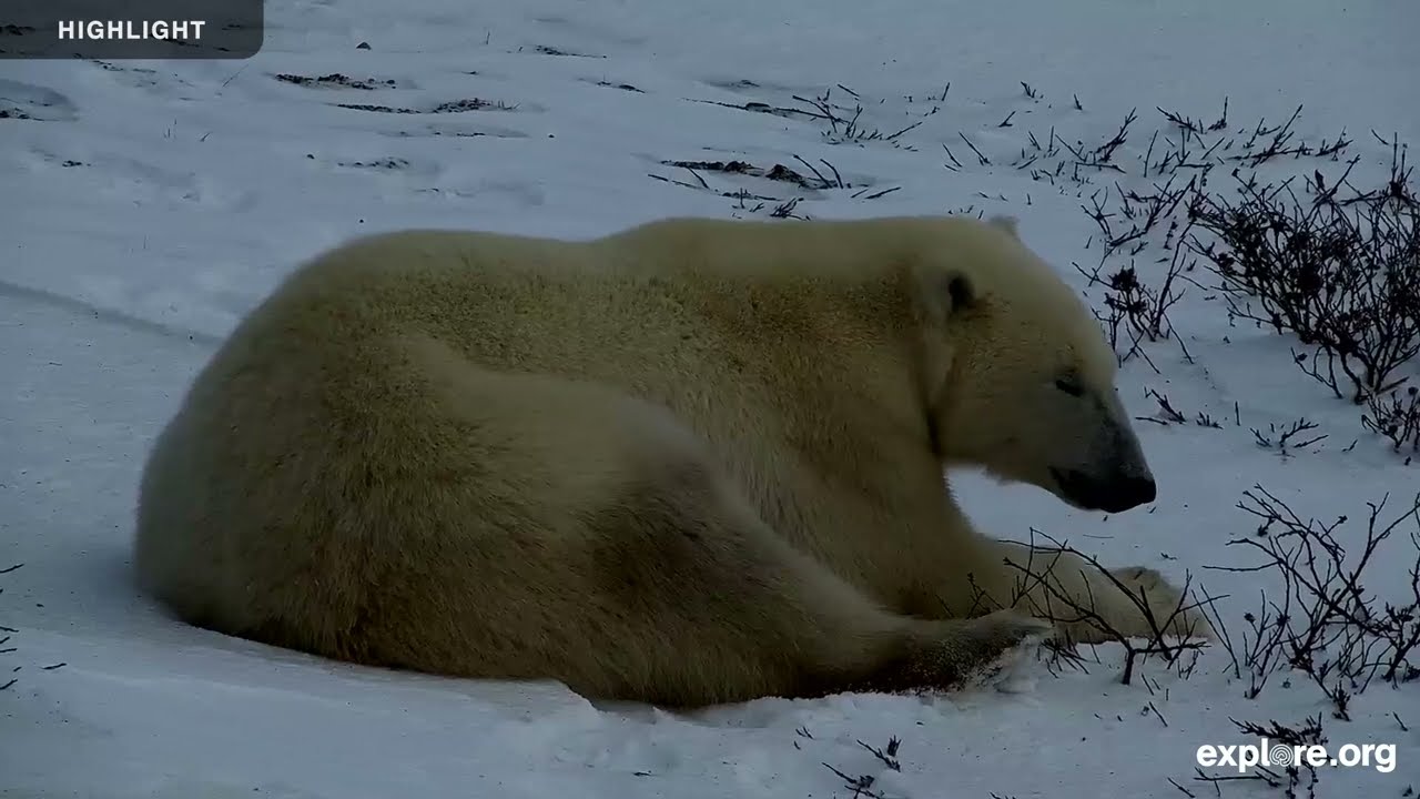 Tundra Buggy Lodge South - Polar Bears International | 2025 Highlights