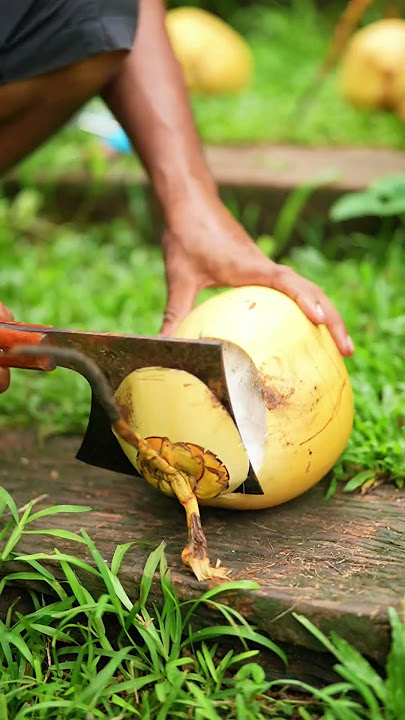 coconut