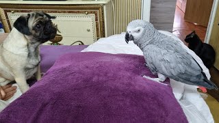 Наблатыканный попугай матершинник говорит с хозяином 08.10.2023