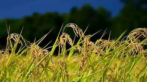 سورة الفاتحة بصوت القارئ أسامة صبحي حسين