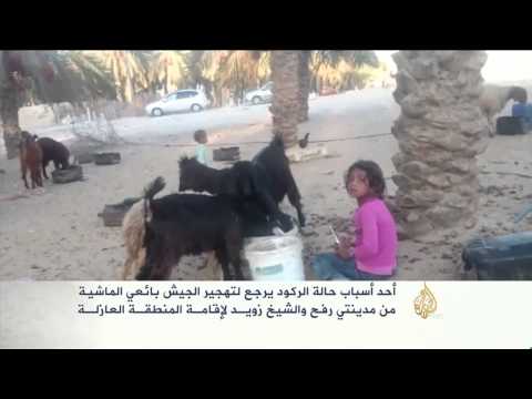 حالة من الركود بسوق الأضاحي بشمال سيناء