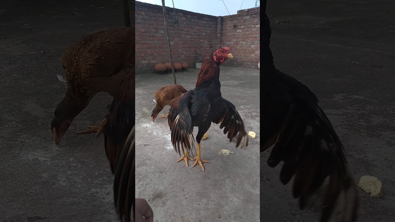 Aseel rooster crowing - YouTube