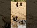 One Second from Death — A Mother’s Instinct Saves Her Baby from a Crocodile