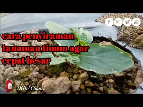 Video: Cara Menyiram Timun Di Rumah Hijau