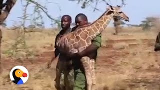 Baby Giraffe Who Lost His Mom Is Finally Safe Again The Dodo