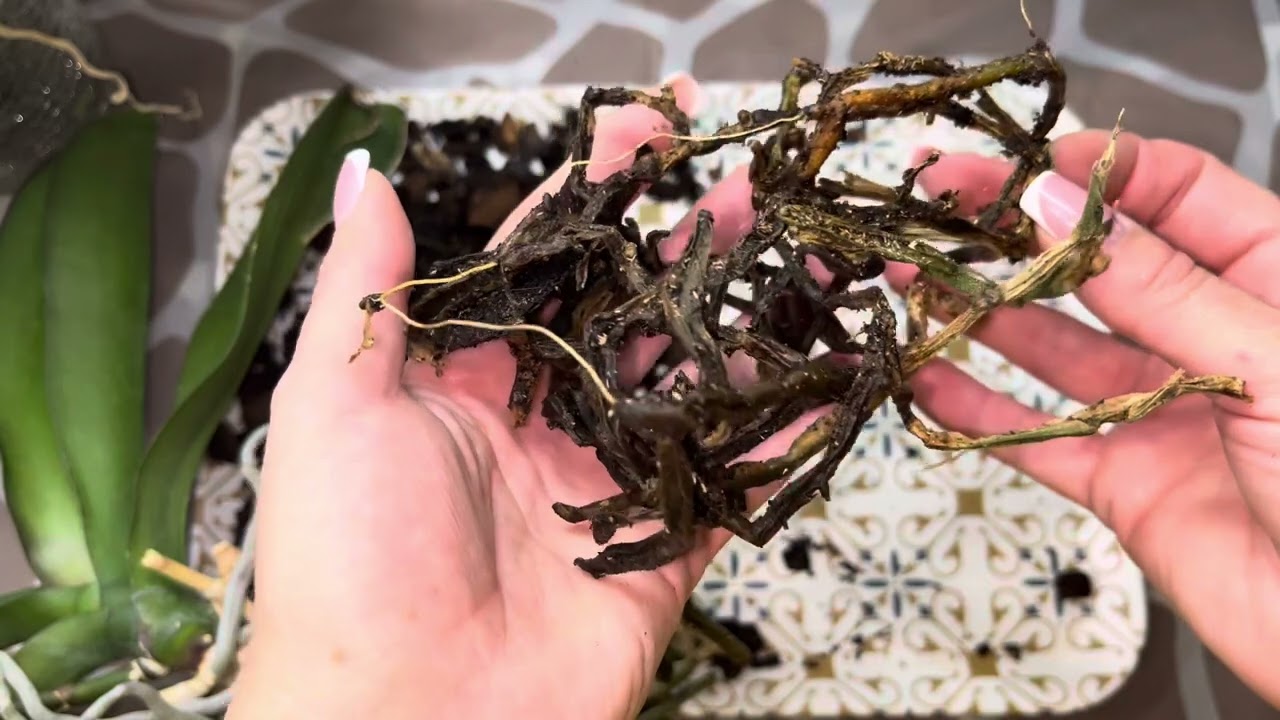 Утеплення підвіконня ❄️💨 Закрита та класична системи посадки 🪴#orchid #phalaenopsis #flowers #plants