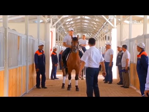 Video: Hipoalerjenik, Sog'liq Va Umr Ko'rishni Haqiqiy Ot Zotini O'zgartiring