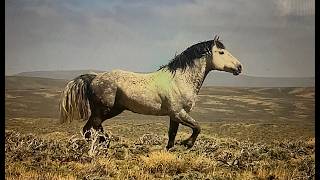 WILD HORSES OF AMERICA S3 E17 Salt Wells Creek Curly Horses and Foals in Wyoming by Karen King