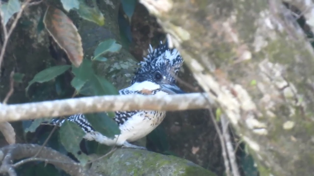 ヤマセミ 枝被り 兵庫県・北播磨 - YouTube