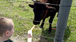Feeding The Cows Some Carrots
