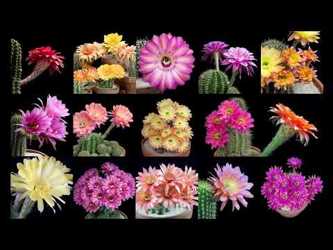 Vidéo: Cactus : Floraison Luxueuse De Plantes épineuses